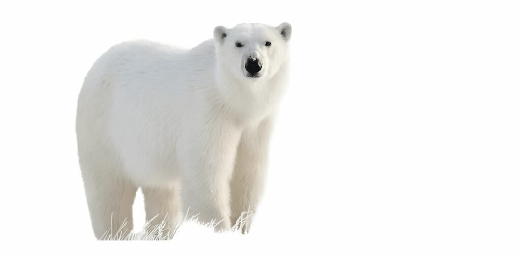 تصویر مفهومی خرس سفید در ذهن؛ نماد تئوری فرآیند متناقض و وسواس فکری در روان‌شناسی.